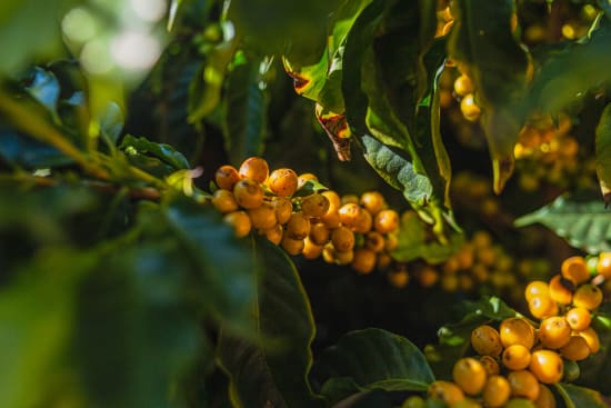 Brazil - Santa Lucia - Yellow Bourbon