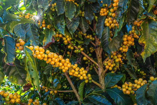 Brazil - Santa Lucia - Yellow Bourbon