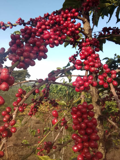 Ethiopia: Guji Shakiso Natural